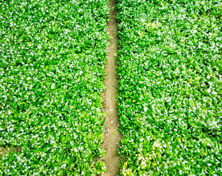 Forest trail covered with wild white garlic seen from above, abstract photoの写真素材