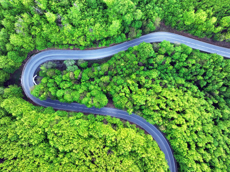 Green forest with curve road at sunsetの写真素材