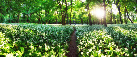 Panorama of Spring Forest. Fresh Green Woods in the Forest of Franconia, Germany.の写真素材