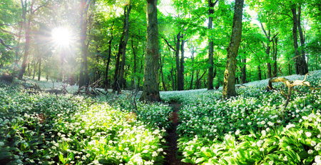 Spring Forrest. Fresh Green Woods in the Forest of Franconia, Germany. Blooming wild garlic.の写真素材