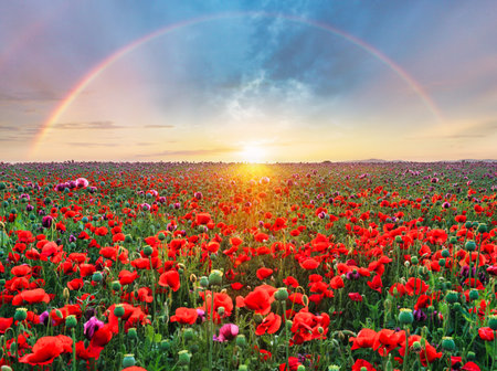 Rainbow over a field of red poppies against the background of the evening skyの写真素材