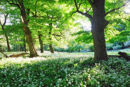 Spring forest with blooming white flowers and sun. Wild garlic - Carpathian mountainの写真素材