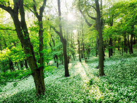 Wild Garlic in Bloom with sun in green forest landscapeの写真素材