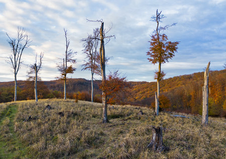 Aerial drone view over beautiful autumn forest landscape. Colourful trees in the wood.の写真素材