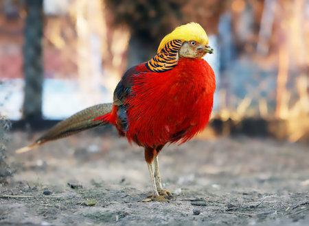 Golden Pheasant. China's unique ornamental bird. Chinese pheasant (Chrysolophus pictus).の写真素材