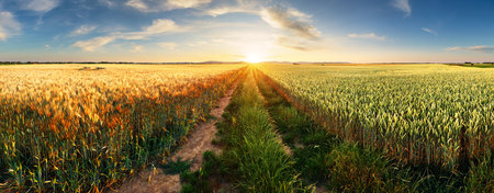Wheat flied panorama with tree at sunset, rural countryside - Agricultureの写真素材