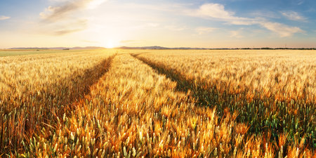 Golden wheat field and sunset sky, landscape of agricultural grain crops in harvest season, panoramaの写真素材