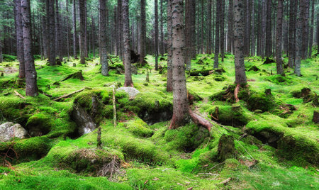 Magical fairytale forest. Coniferous forest covered of green moss. Mystic atmosphere.