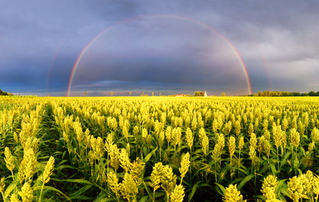 Millet field - sorghum, yellow field, agriculture landscape, field of millet on a sunset with rainbowの写真素材