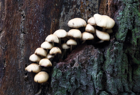 A colony of mushrooms, false honey agarics, Hypholoma fasciculare, grows in the wildの写真素材