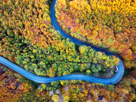 Aerial view of a road in the middle of the forestの写真素材