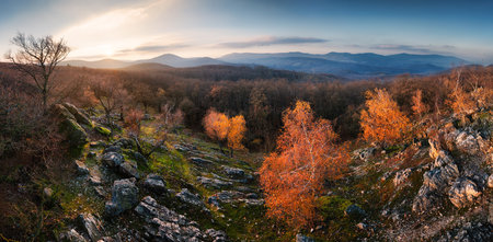 Autumn birch forest with golden leaves in bright sunset ligh in mountain panoramic view.の写真素材