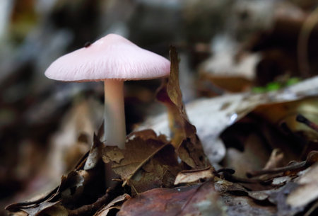 Mycena pura mushrooms in the forestの写真素材