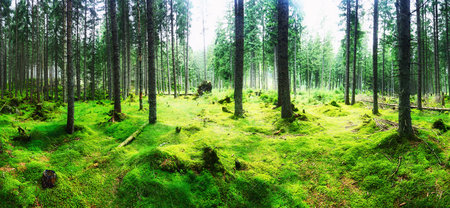 Panorama of an amazing scenic forest with fresh green trees and the foliage