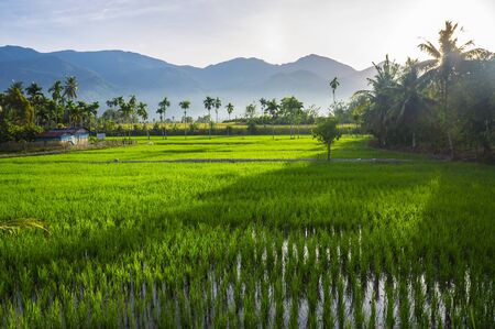 green sprouts grows from vater with mountains on backsideの写真素材