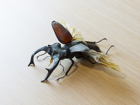 Lucanus cervus Stag beetle Straightened outの写真素材