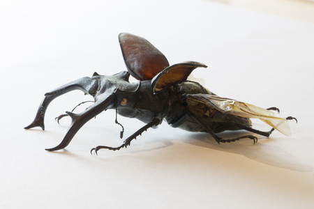 Lucanus cervus Stag beetle Straightened outの写真素材