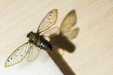 Entomology cicada spreaded with shade of wingの写真素材