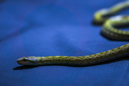 Yellow striped snake on dark-blue background rare