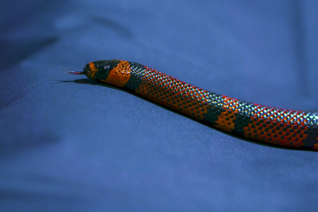 The head of Red and Yellow striped snake on dark-blue background rareの写真素材