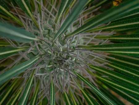 Close up of globe shaped cactus with long thornsの写真素材