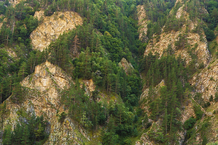 Beautiful Landscape of pine forest in Caucasus mountain at sunny Day. Elbrus Region, North Caucasus, Russiaの写真素材