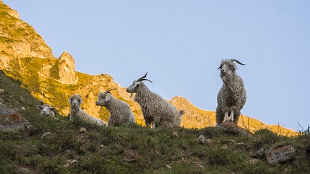 Mountain goats in Caucasus mountain at sunny Day. Elbrus Region, North Caucasus, Russiaの写真素材