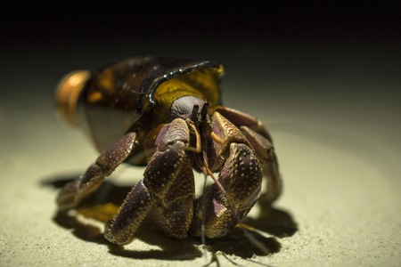 Big Hermit crab Paguroidea or Soldier-crab found new home in the broken glass bottle. Ecology issues...