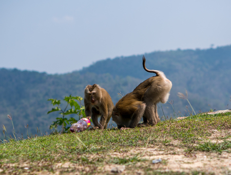 Monkeys or macaque Stole and Drinking sweet water from a Plastic Bottle in Khao Yai National Park, Thailandの写真素材