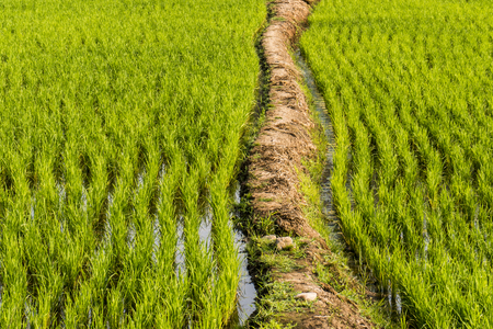 Paved path paved path Rice fields, terraces, plantation, farm. An organic asian rice farm and agriculture.の写真素材