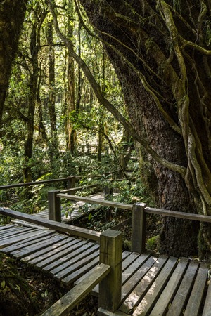 Wooden bridge in Mossy Highlands Tropical Rain Forest in Thailand Mountains. Doi Inthanon National Park.の写真素材