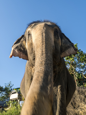 Close up portrait of Indian elephant with a trunk stretched to camera.の写真素材