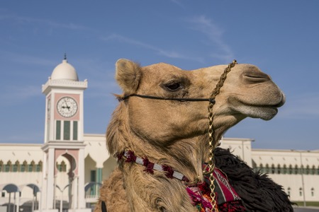 Traditional arabs riding camels close up in front of the Grand Mosque in Doha, Qatarの写真素材