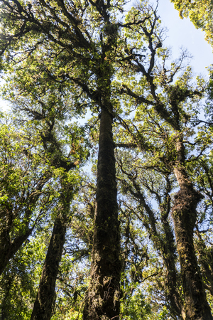 Outdoor image of an old trees, covered with moss, mysterious Highlands forest. Relic wet mossy forest - Doi Inthanon national parkの写真素材