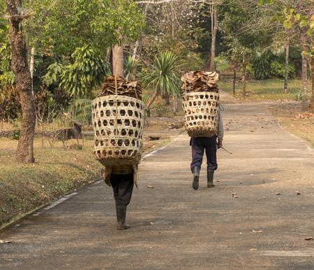 Tribal Carrying basket with Leaves Wild walk Forest storage Northern Thailand.の写真素材