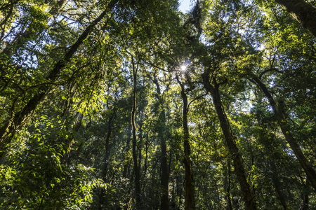 Outdoor image of an old trees, covered with moss, mysterious Highlands forest. Relic wet mossy forest - Doi Inthanon national parkの写真素材