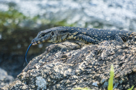 Little Cub of Monitor Lizard on the stone near a waterfallの写真素材