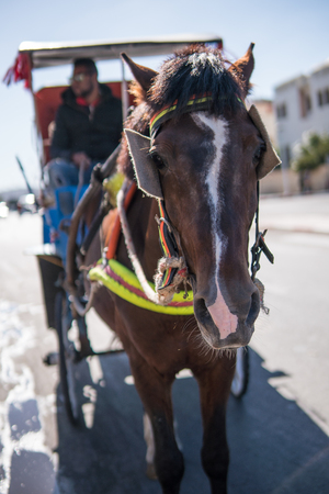 Transport horse taxi on the african road in Morocco, Essaouira Cityの写真素材