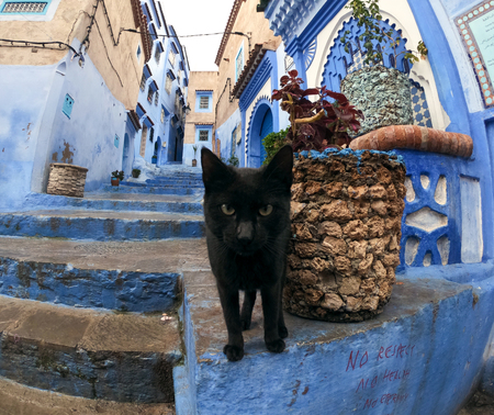 Black Cat in The blue painted streets of Chefchaouen, Moroccoの写真素材