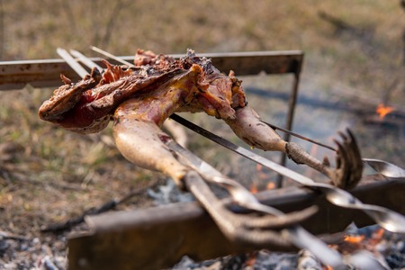 Fowl preparing, Hunting theme. Cooking a whole Pheasant body on an iron skewers over a campfire with burning coals and hot flames made on the ground, close up view of a delicious crispy brown birdの写真素材