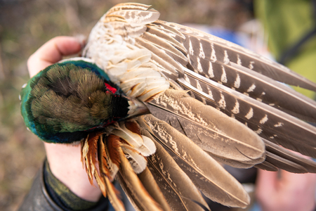 Fowl preparing, Hunting theme. Hands of man pull out a feathers of colorful Pheasant Fowl. Plucking...