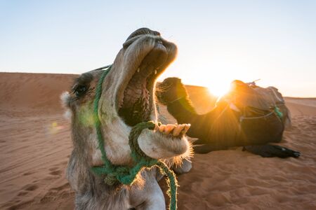yawing camel with wide opened mouth seems like eating a sunset sun above another one camel in camel tour group at the Erg Chebbi Desert in Moroccoの写真素材