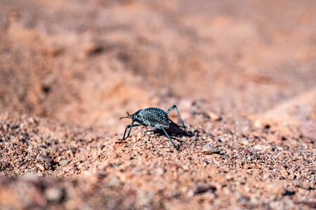 Black desert tenebrio beetle running by the dry stone sand surfaceの写真素材