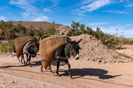 Donkeys with traditional berber bags on the back. Ourzazate, Oasis de Fint, Atlas mountainsの写真素材
