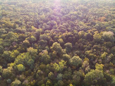 AERIAL, TOP DOWN: Flying above green autumn forest on a sunny day. Boulogne Forestの写真素材