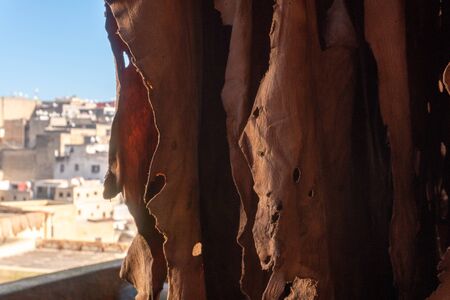 Goat hides used for traditional leather production drying on a bar at the Chouara tannery, Fez,...