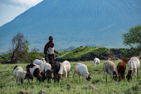 TANZANIA, NATRON LAKE - JAN 2020: Maasai boy shepherd with flock of sheeps and Ol Doinyo Lengai on background. Maasailand, Engare Sero, Natron lake coast, Rift Valleyのeditorial素材