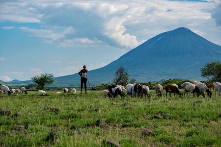 TANZANIA, NATRON LAKE - JAN 2020: Maasai boy shepherd with flock of sheeps and Ol Doinyo Lengai on background. Maasailand, Engare Sero, Natron lake coast, Rift Valleyのeditorial素材