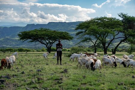 TANZANIA, NATRON LAKE - JAN 2020: Maasai boy shepherd with flock of sheeps and Ol Doinyo Lengai on background. Maasailand, Engare Sero, Natron lake coast, Rift Valleyのeditorial素材