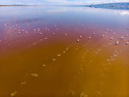 Aerial Shot. A flock of lesser flamingos Flying Above Brown Salt Water. Lake Natron. Tanzaniaの写真素材